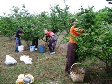 Fındık Toplama Günleri Belli Oldu