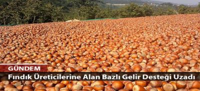 Fındıkta Alan Bazlı Destek Uzadı Fındıkta Alan Bazlı Destek Uzadı